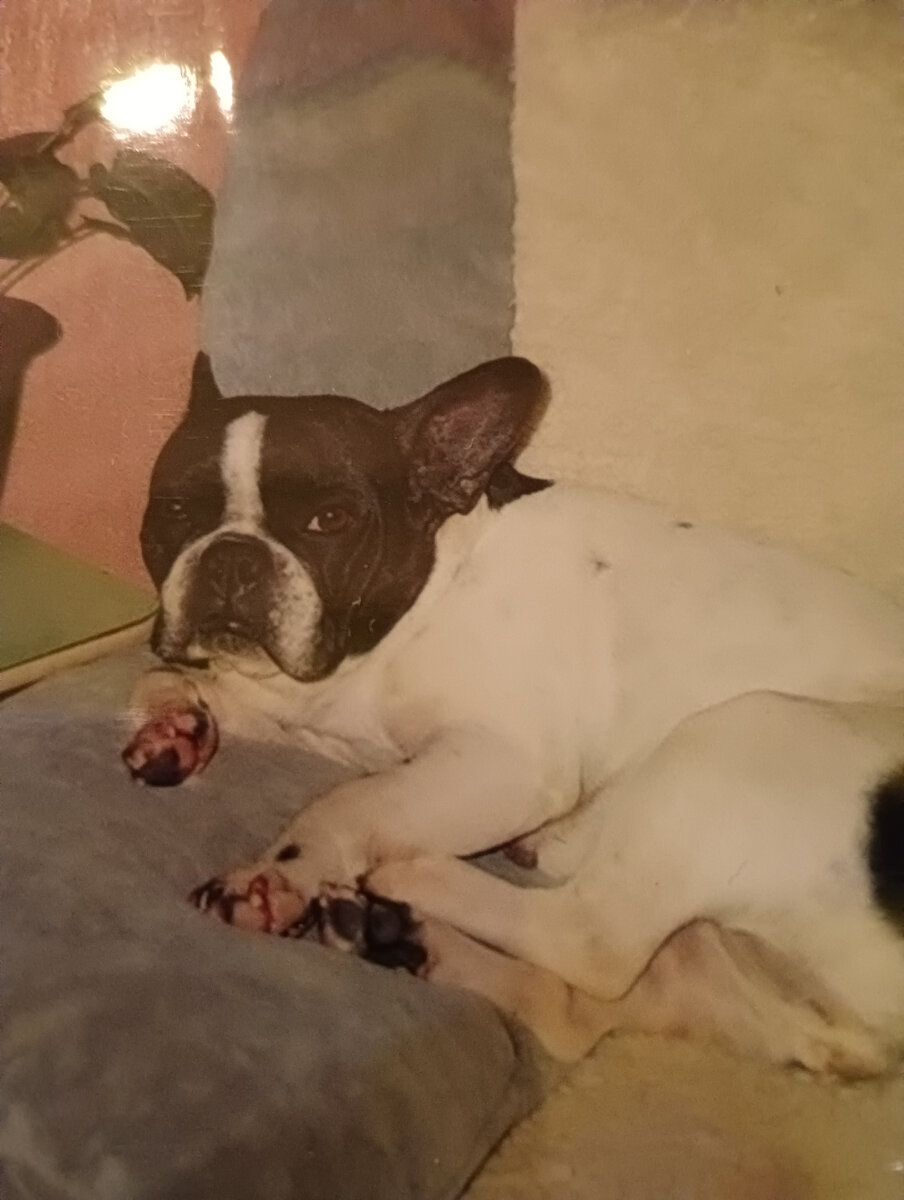 Моя ненаглядная Николь. Фото переснято со старой фотографии.