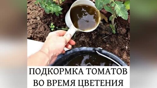 Подкормка картофеля во время бутонизации и цветения. Зола для огорода. Подкормка клубники золой. Раствор коровяка для подкормки. Зольный раствор.