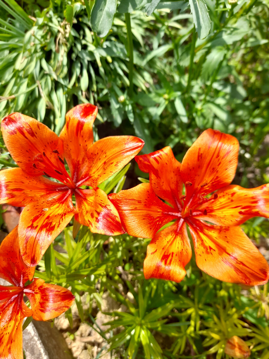 "Доброе утро, мир! Ты прекрасен!" Фото автора