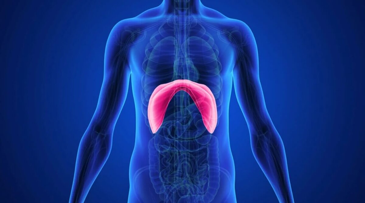    Вот где находится диафрагма в теле человека