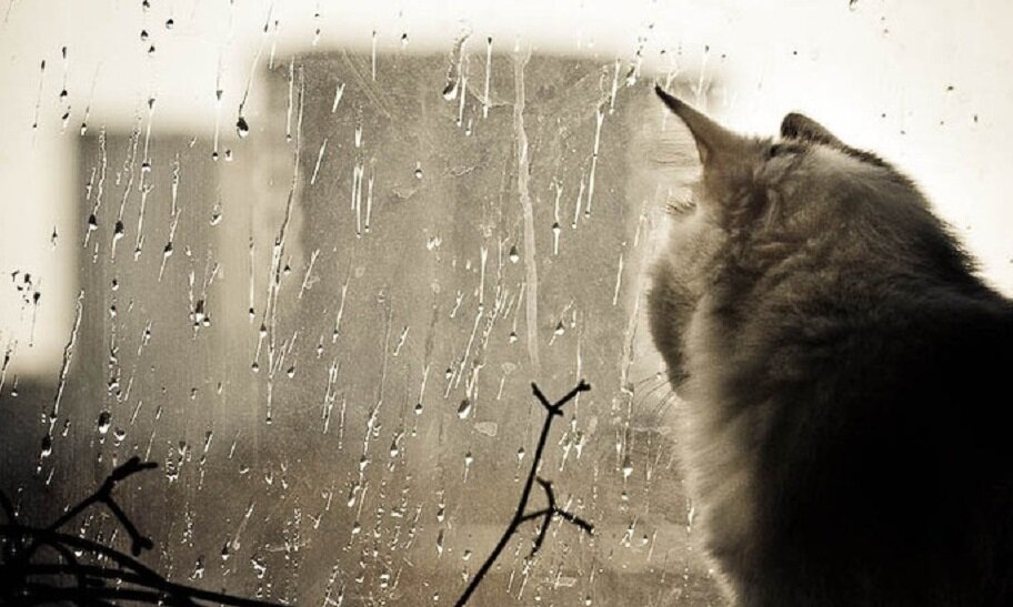 Яндекс.Картинки