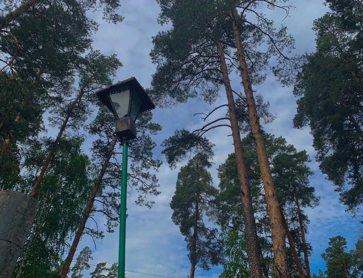 Сосна — удивительное дерево, имеющее огромное значение. | green city | Дзен