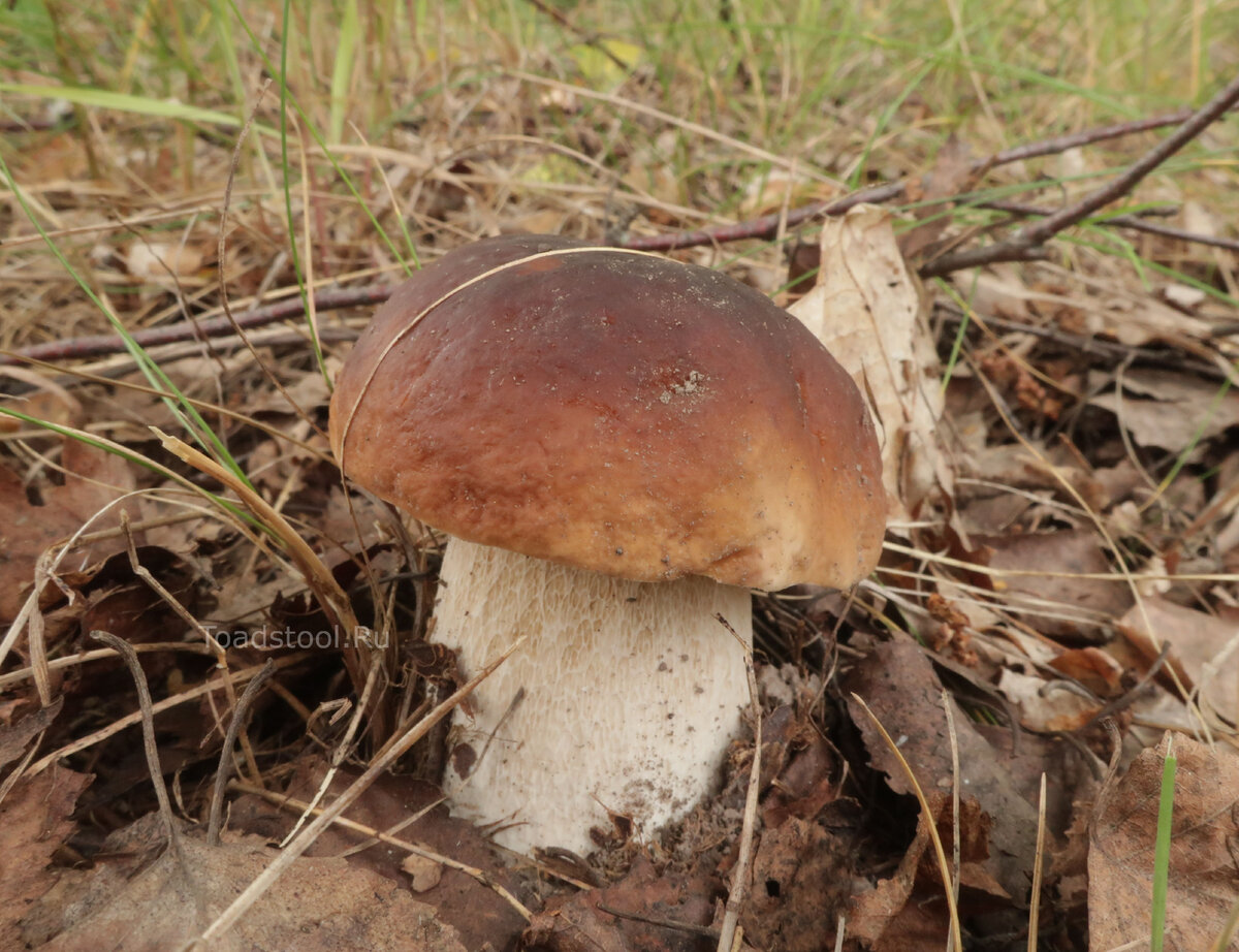 Вот он, первый настоящий белый сезона. В берёзах, как и полагается (фото И.Лебединского)