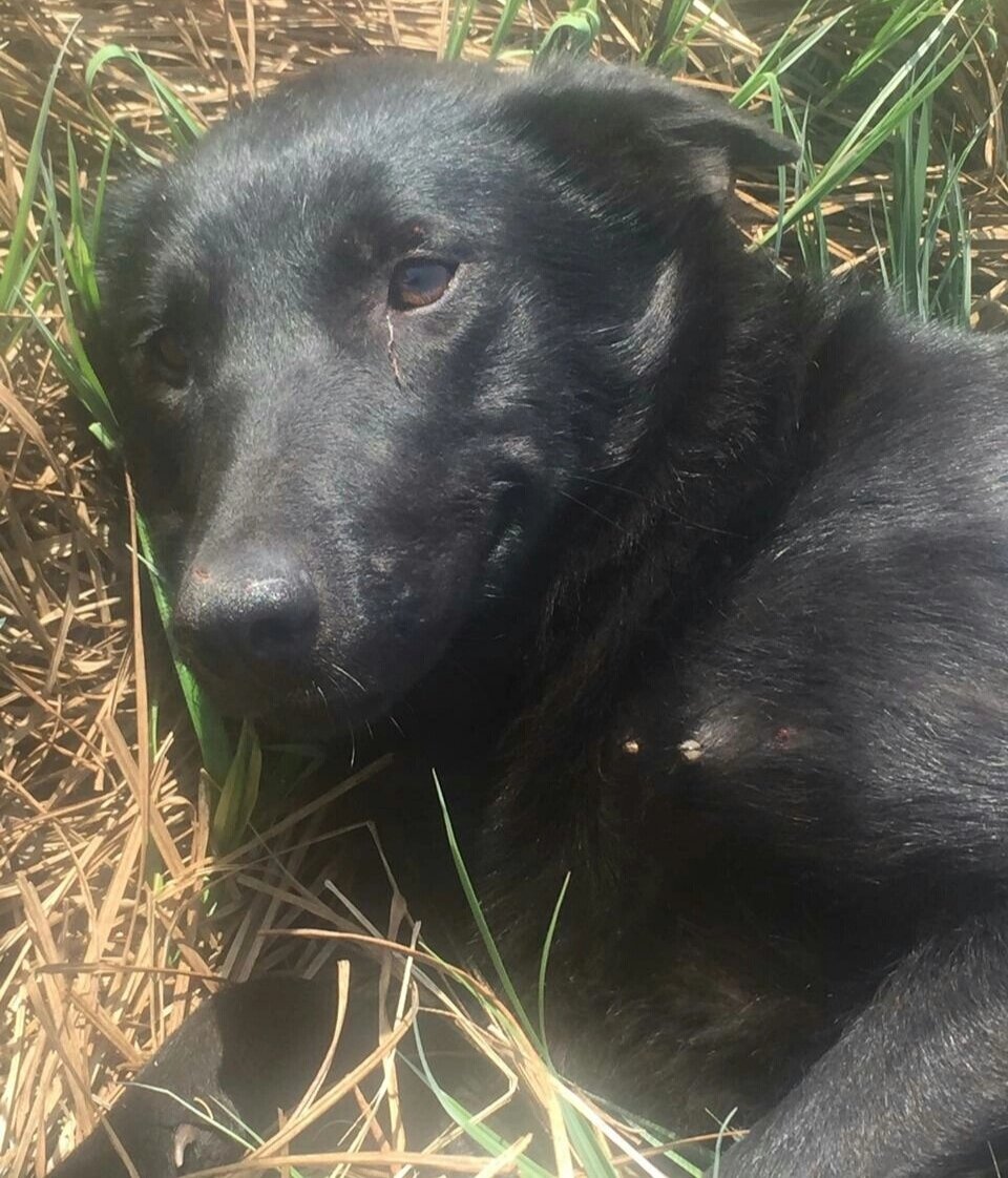 Когда-то её звали Шельма. А теперь эта жгучая брюнетка Шелли поражает ...