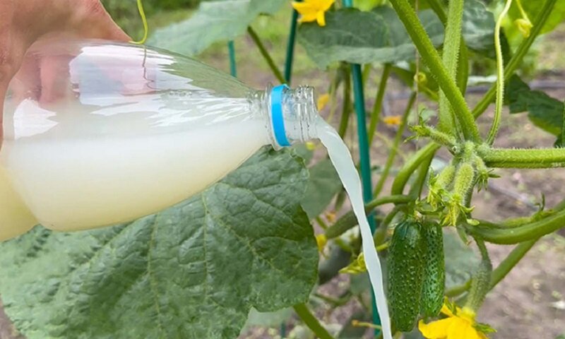 Защитить огурцы от пожелтения поможет особый раствор