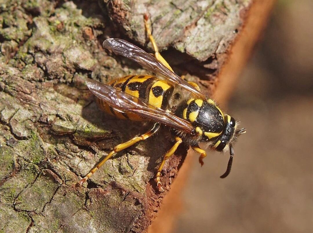 Фото: blanokridlivpraze.cz