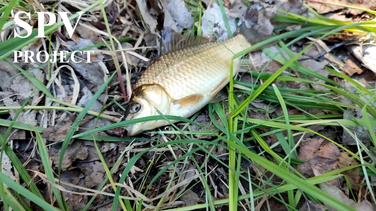 Авторское SPV PROJECT