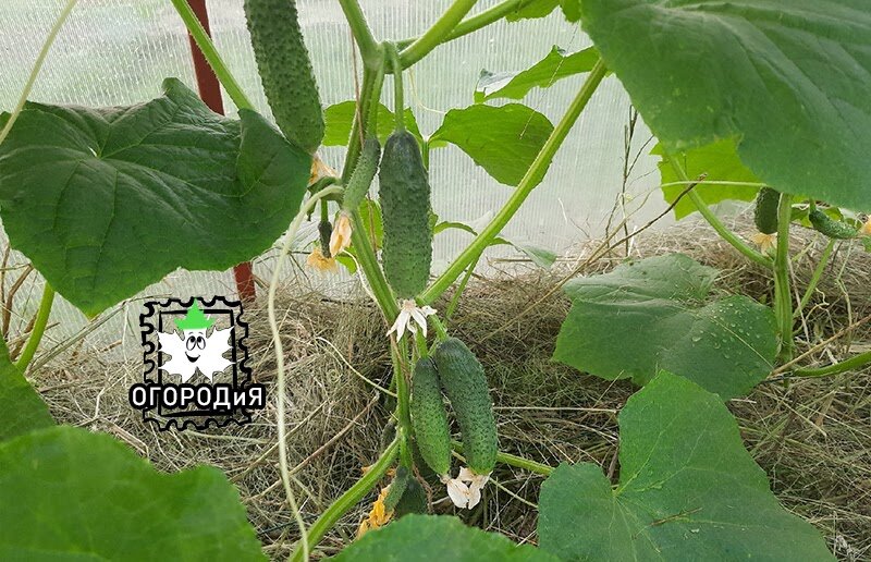 Огурцы 23 июня 2021 г., третий день собираем