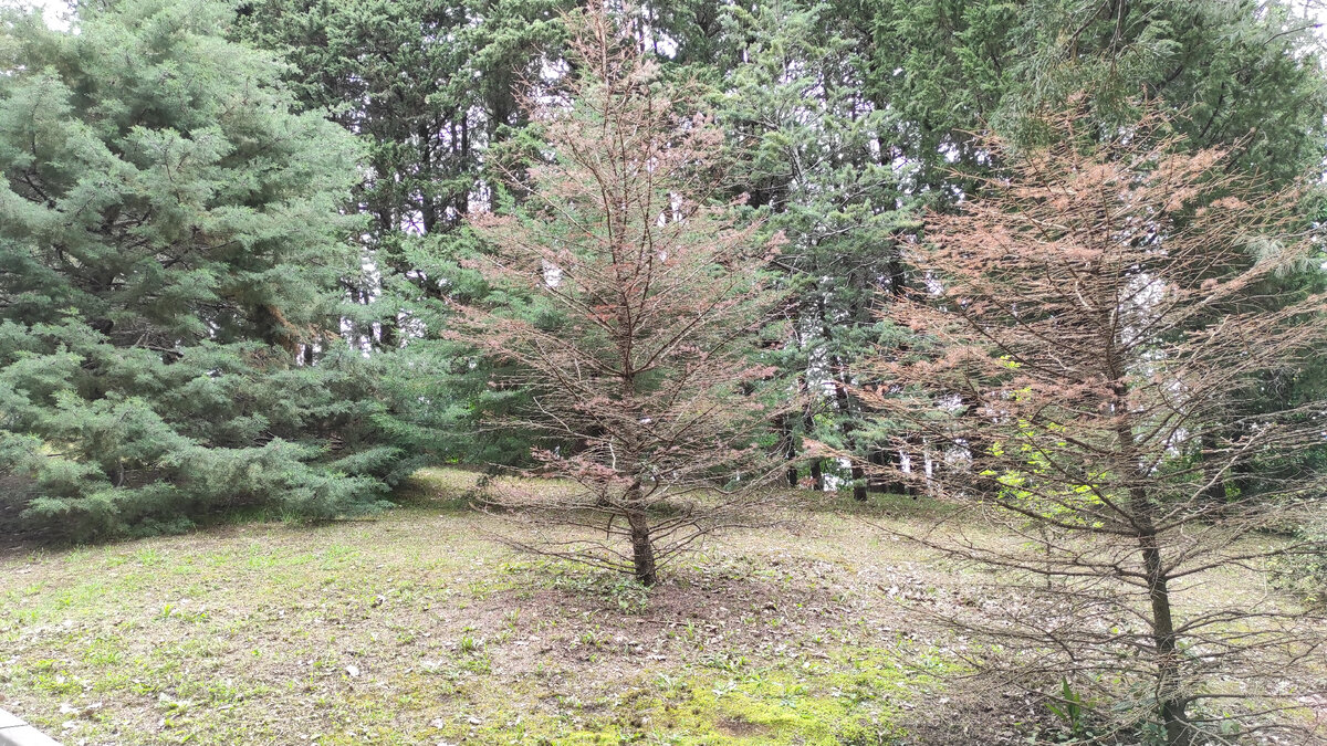 Не все деревья выдерживают погоду в Сочи. Фото автора