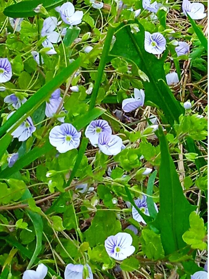 Вероника нитевидная