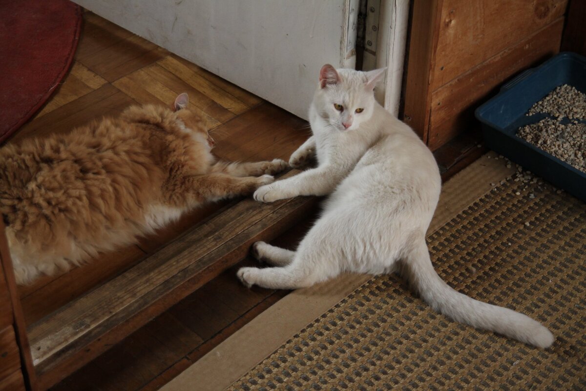 Беня и Патрик на даче. Фото автора