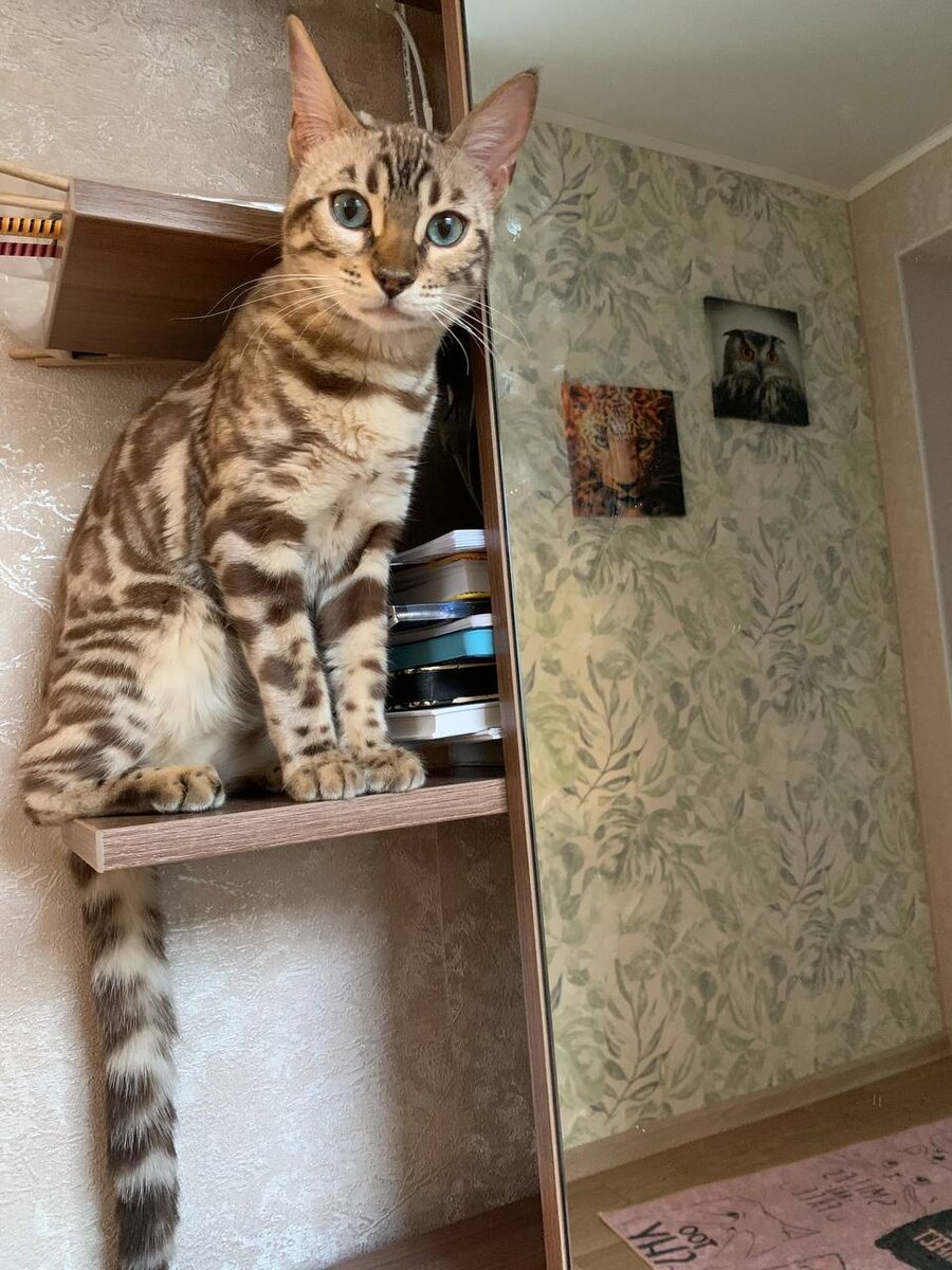 Бенгалы очень сообразительные и сразу запоминают где лежат их игрушки