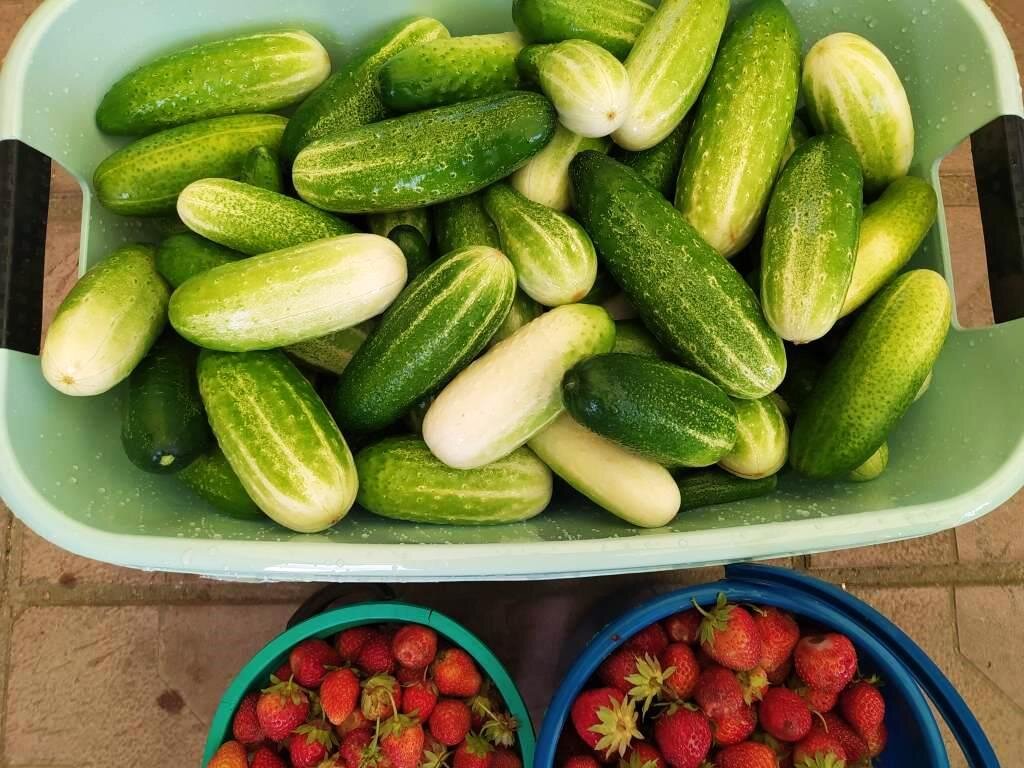 Готовим огуречный салат на всю зиму (в двух тазах) | Есть время под солнцем  | Дзен