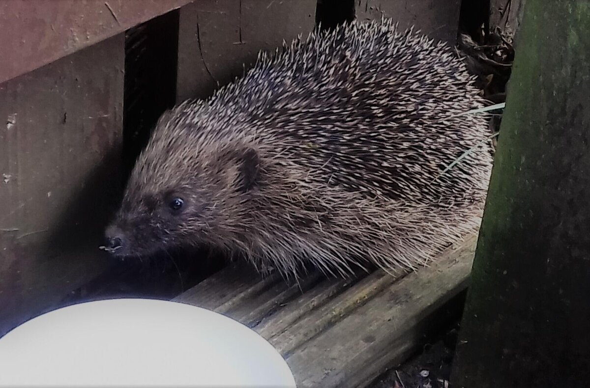 Ёжик настоящий, наш ночной гость... 3.07.2021 г.