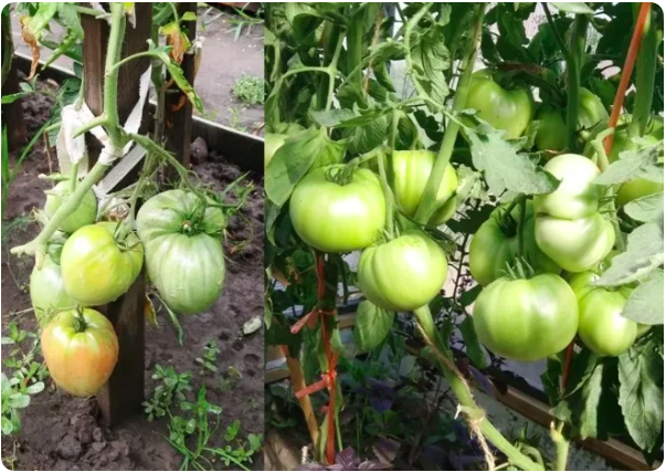 Томат в один ствол и 2 ствола, особой разницы в размерах плодах не видно.