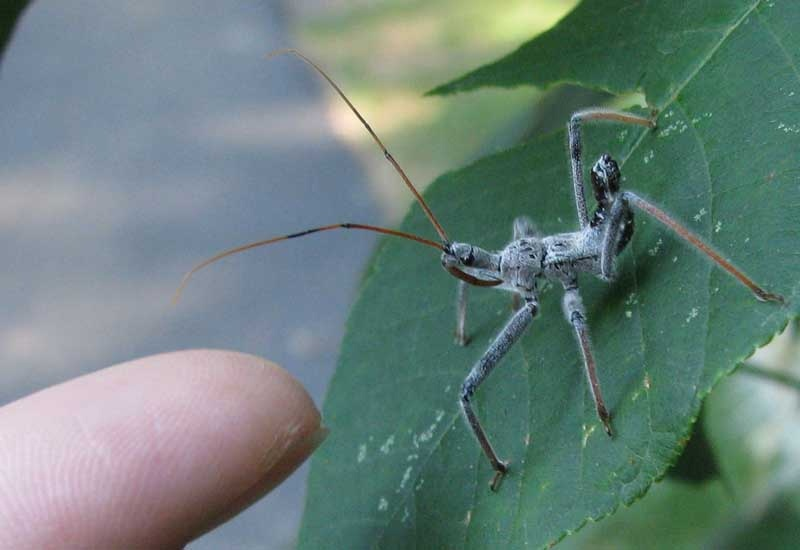 Заключение договора об охране огородного участка. Фото в цвете.