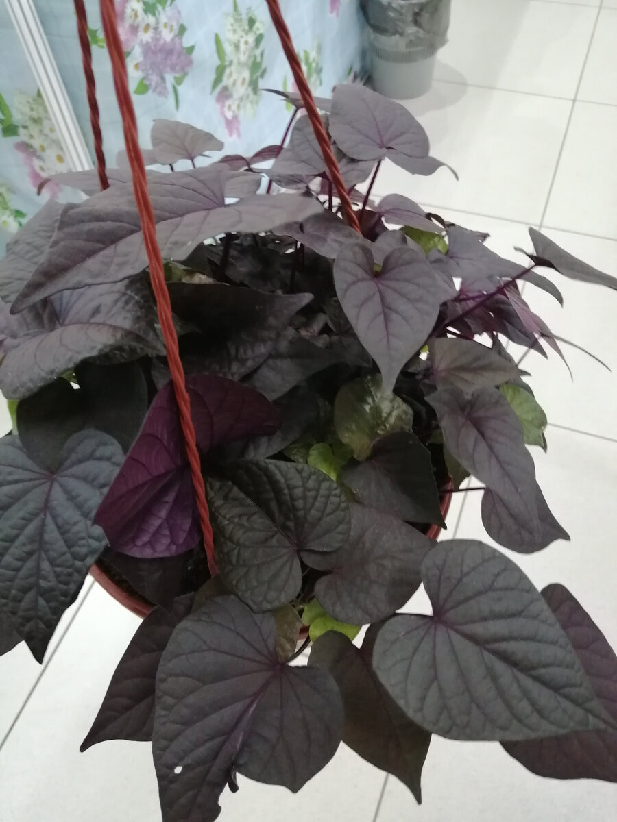 Как в такую красоту можно было не влюбиться??? 