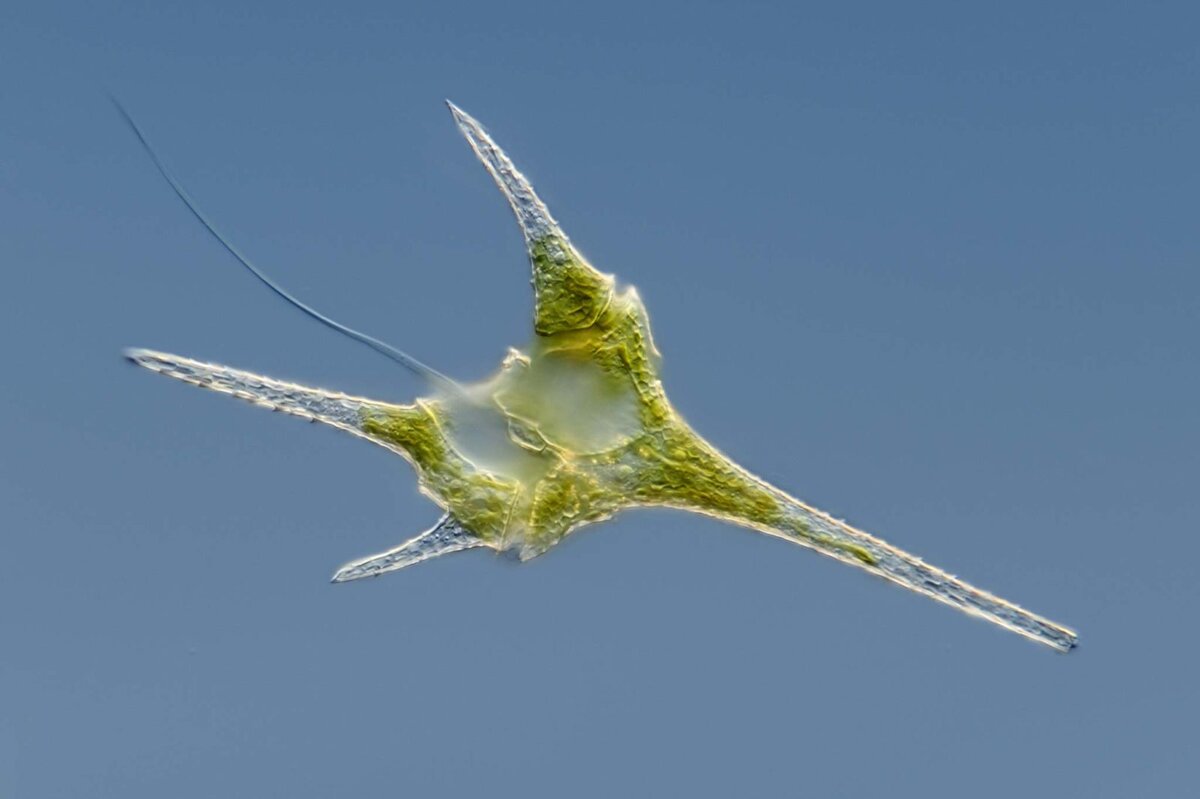 Динофитовые водоросли