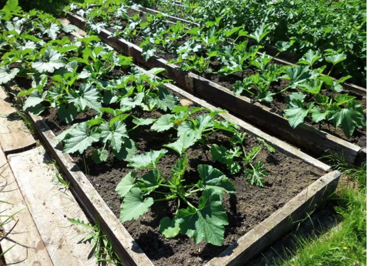 Наши кабачки растут вот на таких грядках. Очень удобно