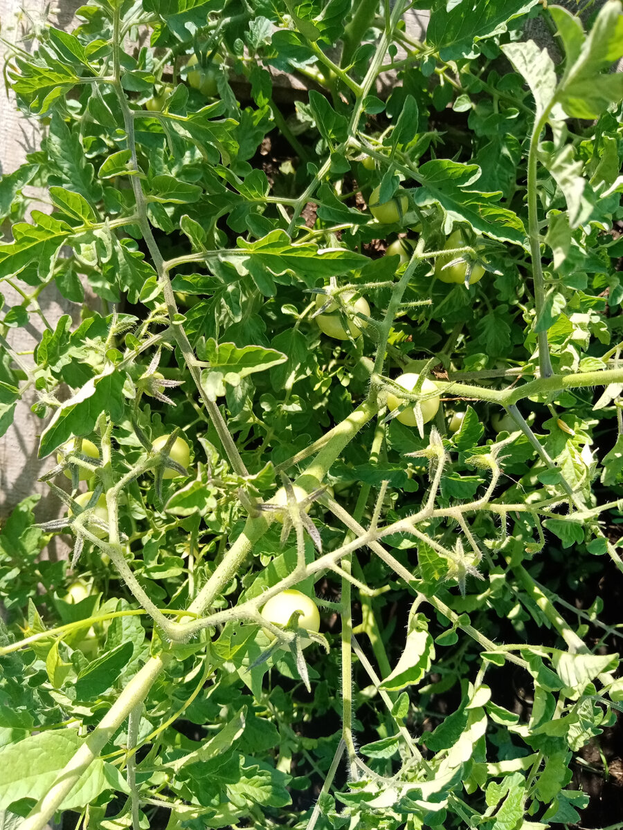 Томат Златовласка начинает разрастаться