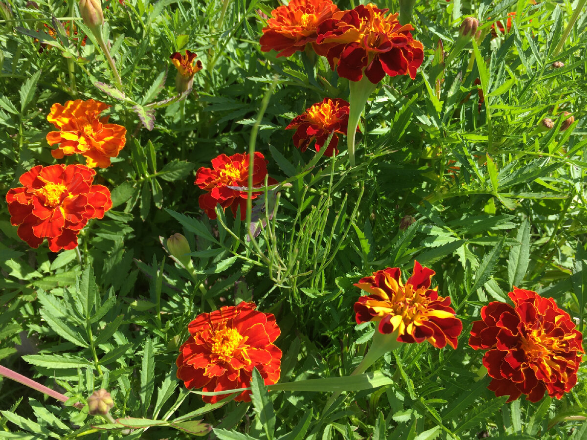 В этом году бархатцы меня радуют пышным цветением 