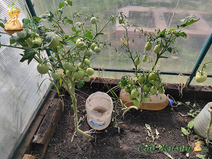 Точечный полив и подкормка томатов