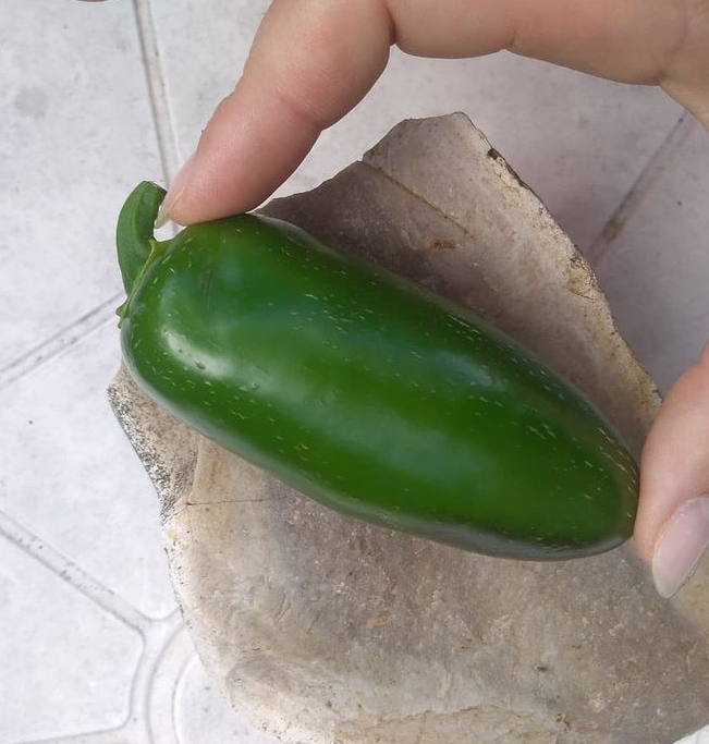 Плод перца Халапеньо, урожай от 4.08.2021.