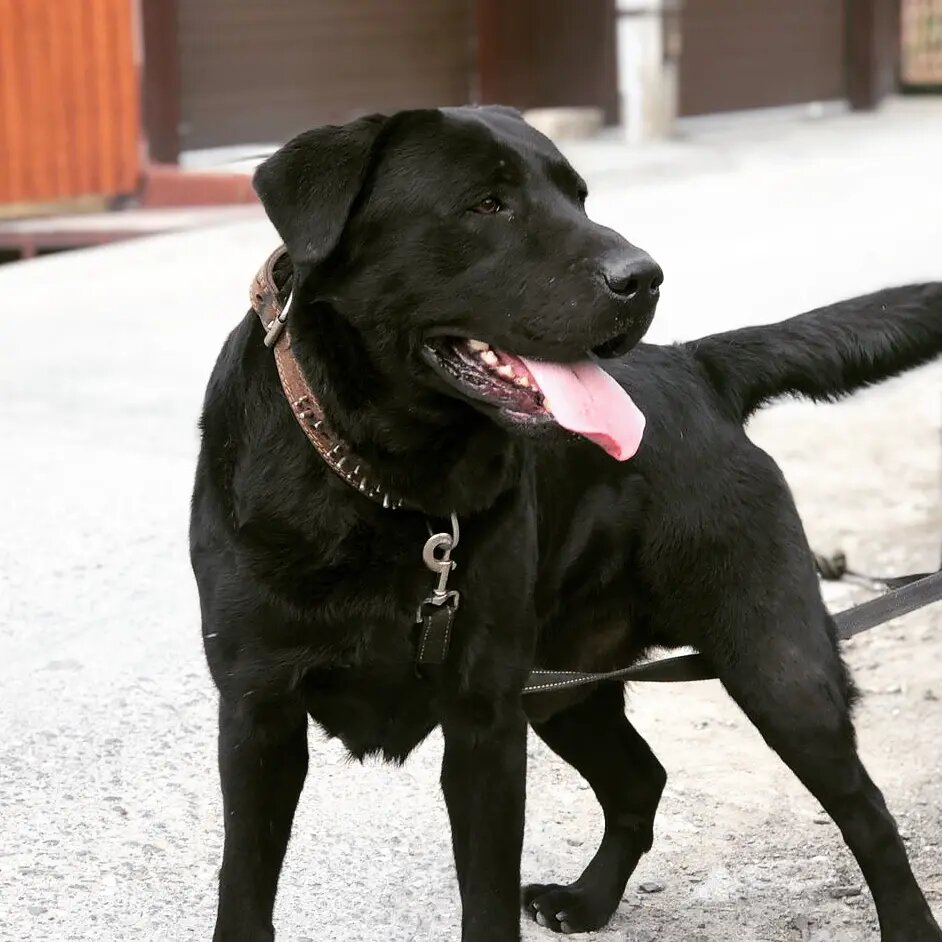 Красавец Сильман