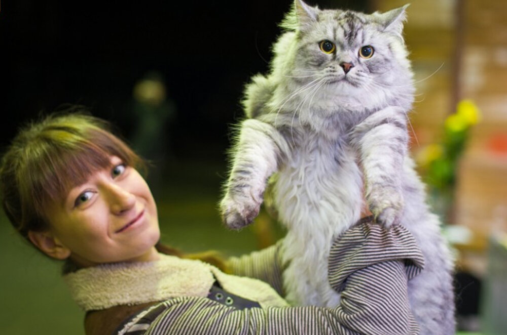 Фелинолог. Фото из интернета