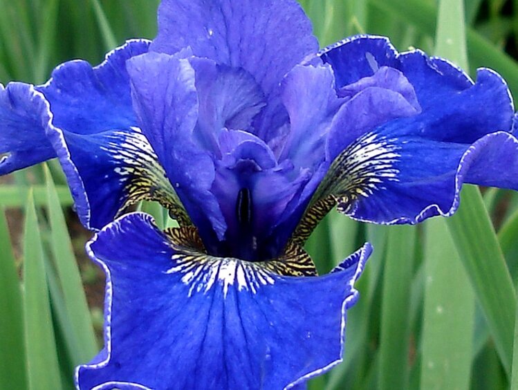 Красота ирисов поражает