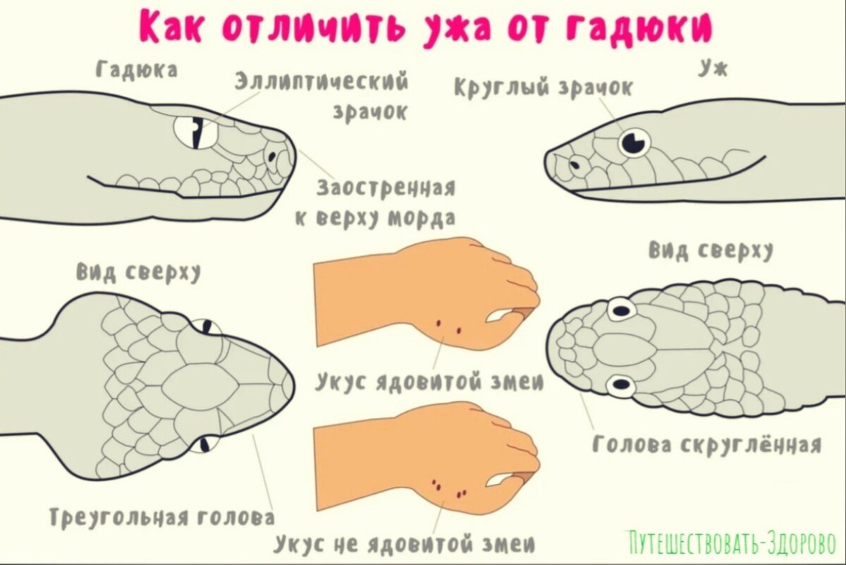 Отличие ужа от гадюки
