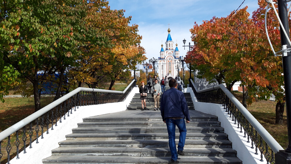 абрикосы на склоне