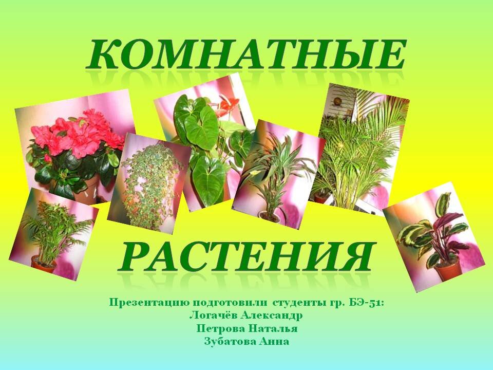 Картинки на тему комнатные растения