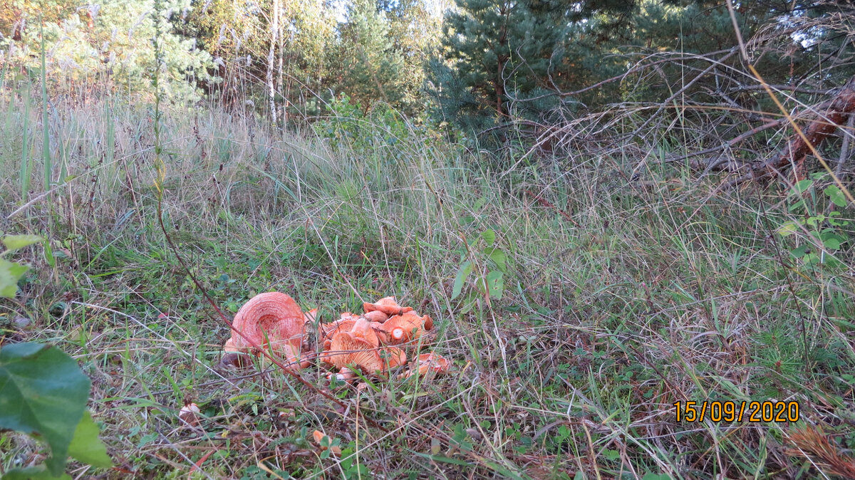 Грибники упорно собирают маслят в соснах. Такое впечатление, что рыжики их не интересуют. На мое счастье!