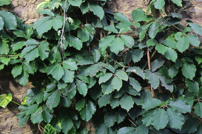 Тетрастигма Вуанье (Tetrastigma voinierianum)