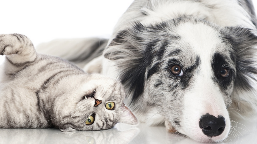 Источник: 1zoom.ru