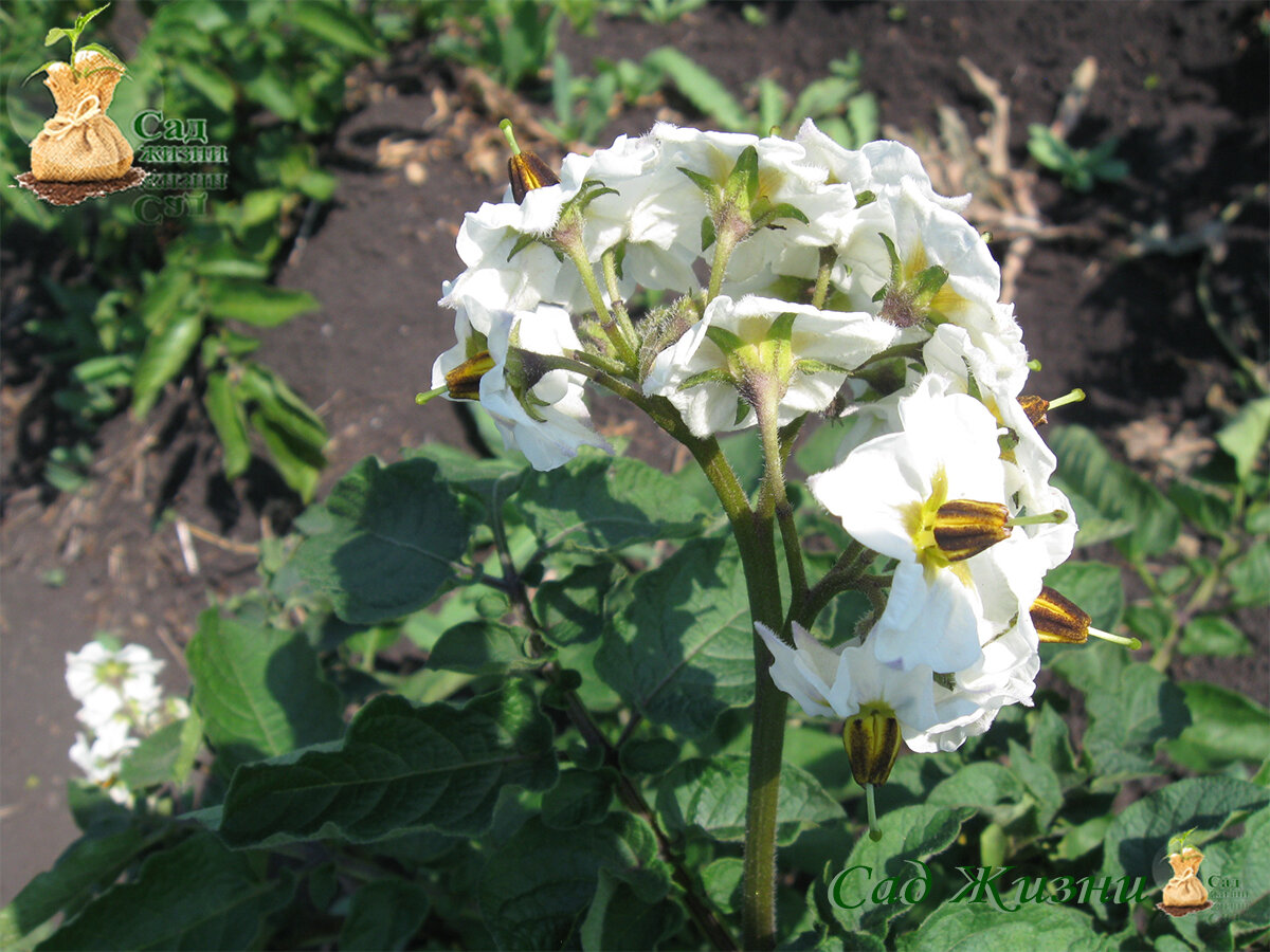 Почему у нас на участке нет колорадского жука, а соседи собирают его ...