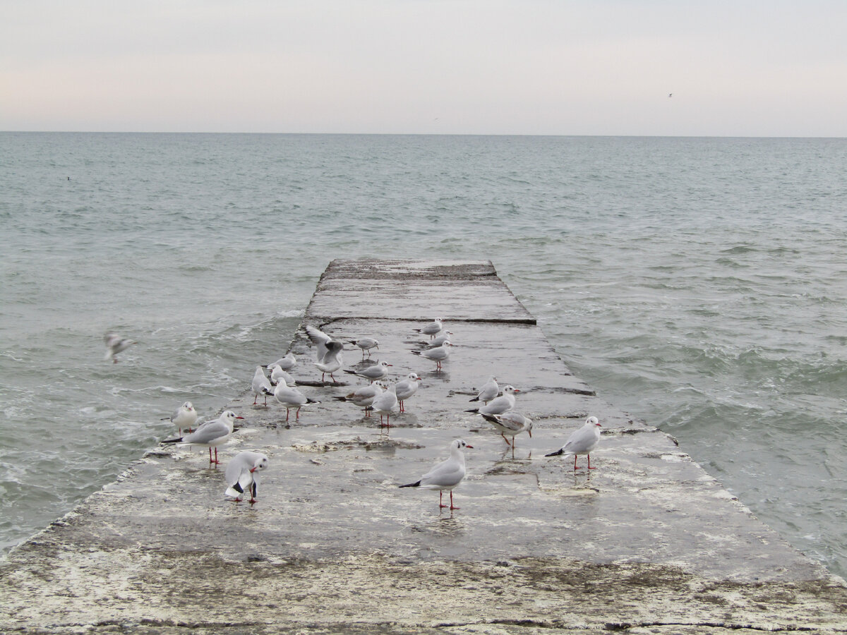 Чёрное море и речные чайки