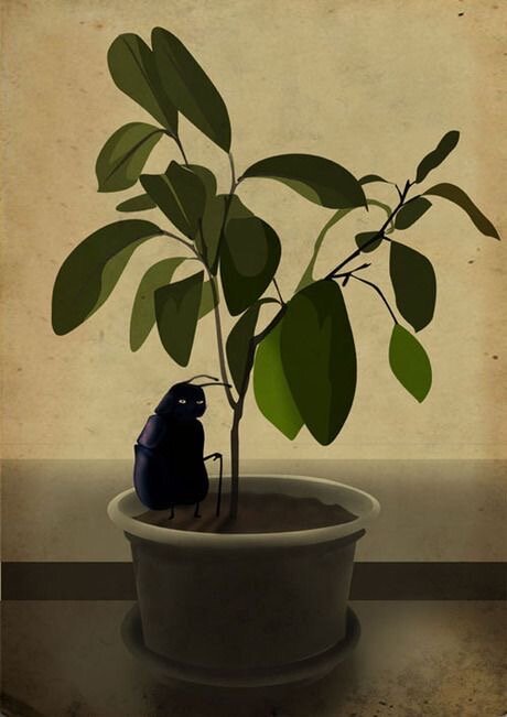 Иллюстрации Эмилии Дзюбак