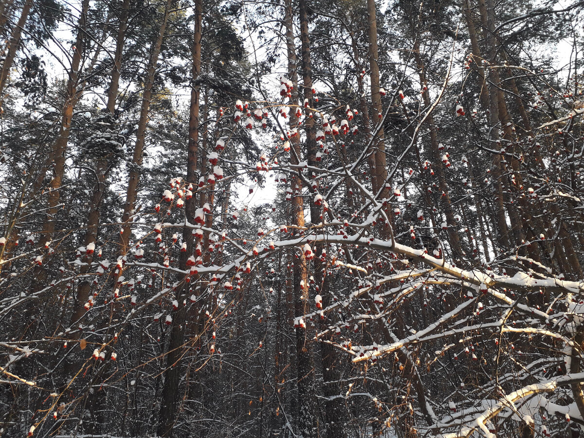 Дорога в сад проходит по заснеженному лесу. Фото автора.