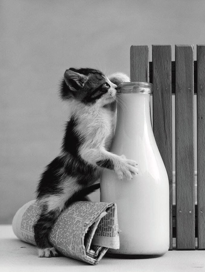 Шутка молоко. Кот и молоко. Кот кефир. Кот с бутылкой молока. Кот пьет молоко.