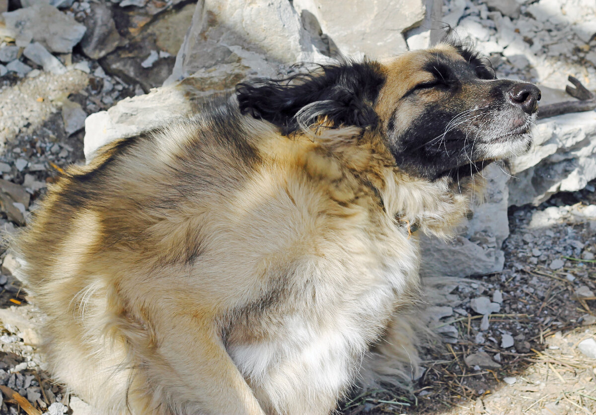 Он парень мощный, особенно это ощущается, когда Мафин начинает куролесить))