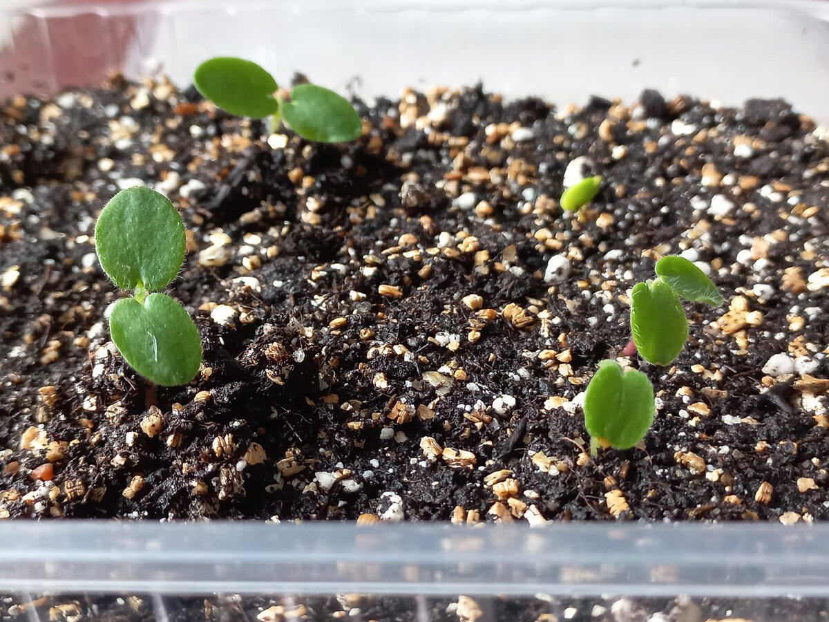 ������ ������ ��������� ����� ������.