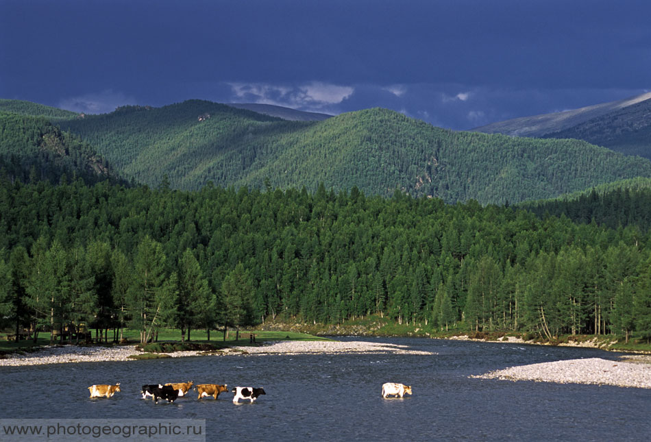 Верхняя гутара фото