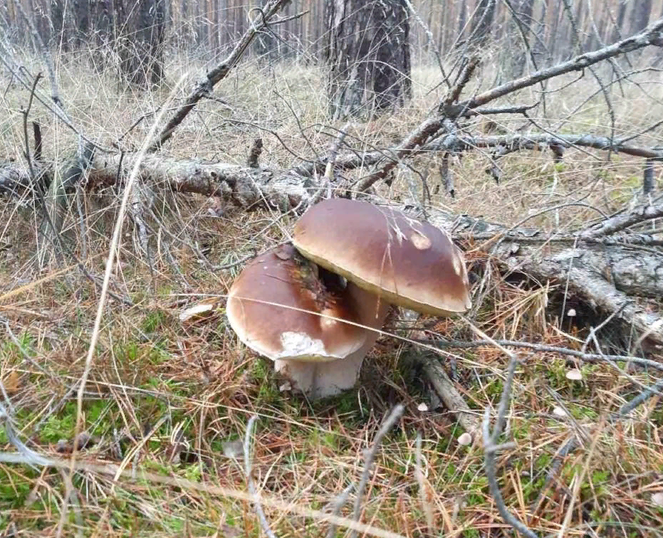 Фото с форума Грибы Говорят. Немецкая ветка - Грибы в Германии. 