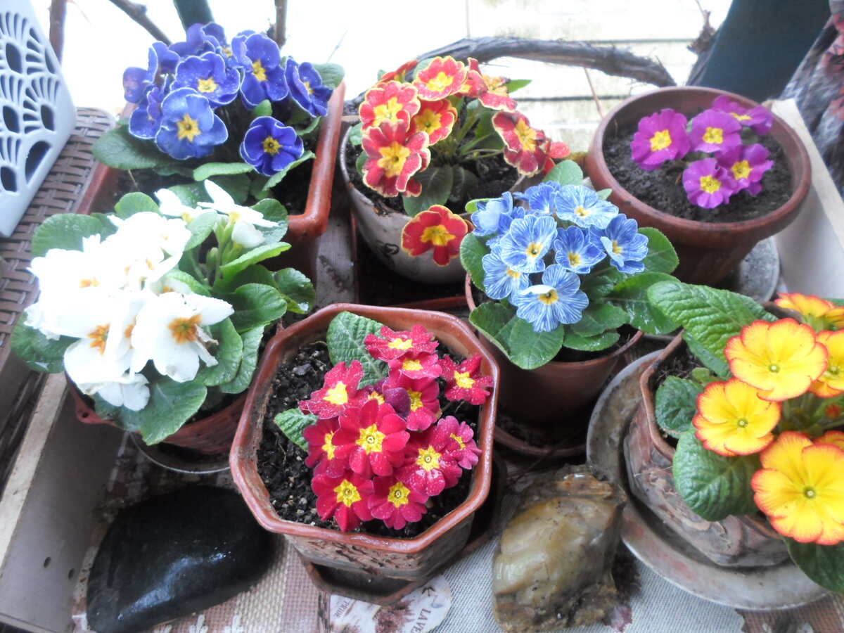 Примулы, выращенные из семян интернет магазина Русские семена.