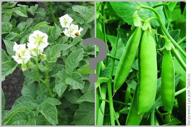 Изображение взято из Яндекс картинки