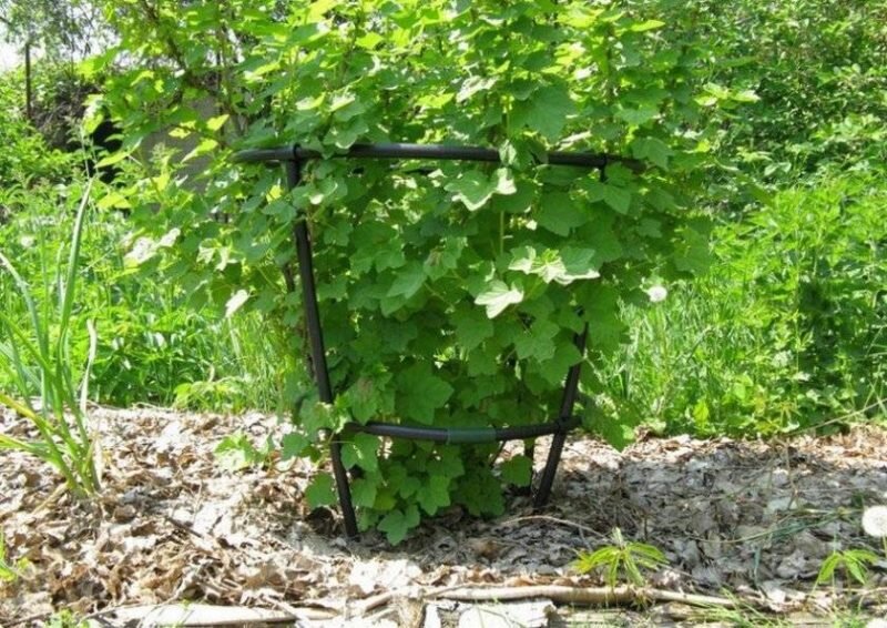 Подвязка смородины