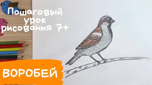 Растрепанный воробей Рисунки Т. Ереминой.. . Паустовский К. Г.. Купить хорошую книгу.