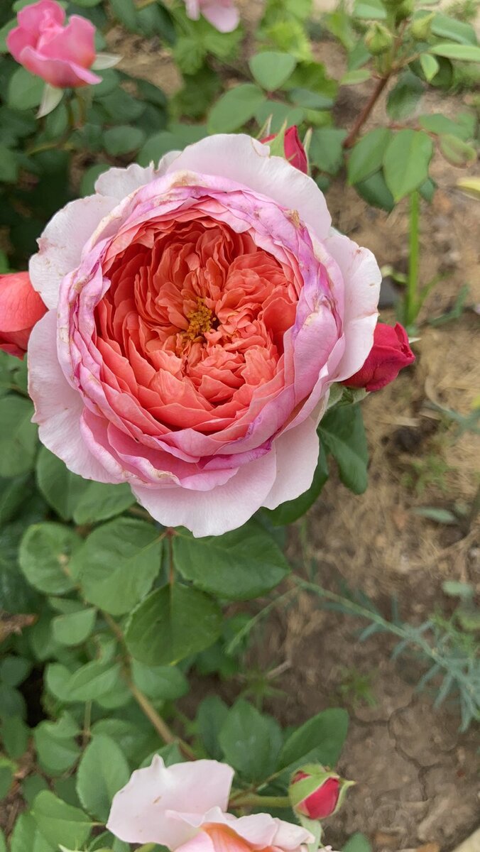 Фото июнь 2021 г.